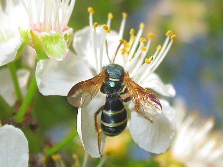 Corynura chilensis