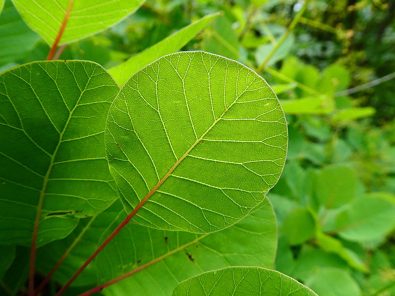 File:Cotinus coggygria Villamontagna 02.jpg