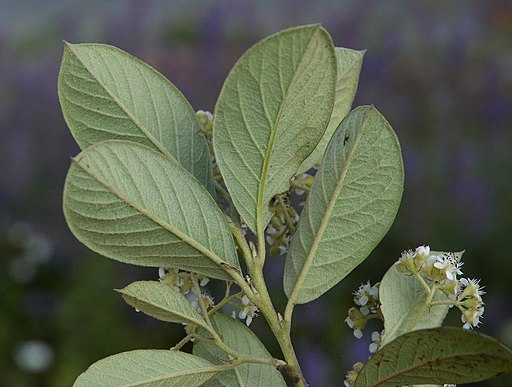 Cotoneaster lacteus E