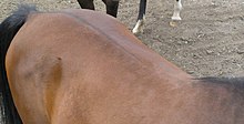 This horse's dorsal stripe is most likely caused by non-dun 1. Countershading stripe.jpg