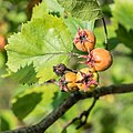 * Nomination Crataegus arnoldiana in Montriond, Haute-Savoie, France. --Tournasol7 05:52, 23 August 2021 (UTC) * Promotion  Support Good quality. --Knopik-som 05:55, 23 August 2021 (UTC)