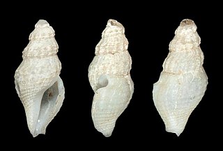 <i>Crockerella philodice</i> Species of gastropod