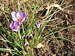 Crocus minimus01. jpg