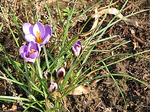 Крокус видео телега. Крокус Minimus 'Spring Beauty'. Крокус (Crocus) Olivieri balansae. Крокусы на могиле. Самые мелкие крокусы.