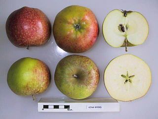 King Byerd Apple cultivar