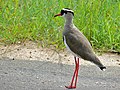 Kruunattu lapwing (Vanellus coronatus) (6041345466) .jpg