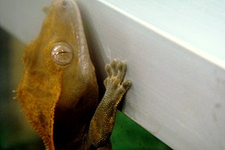 Gecko feet