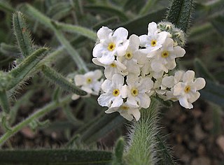 <i>Cryptantha</i> genus of plants