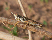 Cryptocatantops haemorrhoidalis male.jpg