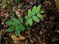 Cupaniopsis flagelliformis var. australis.jpg