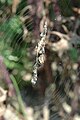 Adult female Cyclosa oculata in its web with web decoration containing an egg sac