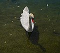 * Nomination: Cygnus olor in Lausanne --AnonymousGuyFawkes 20:05, 24 October 2022 (UTC) * Review very awkward point of view --Charlesjsharp 21:09, 24 October 2022 (UTC) For me or for the swan? :) --AnonymousGuyFawkes 21:39, 24 October 2022 (UTC)