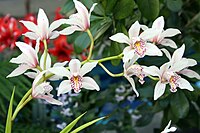 Cymbidium insigne 10zz.jpg