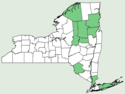 Cyperus dentatus NY-dist-map.png