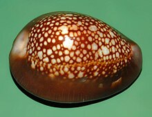 Purple Top Snakehead Cowrie Shells, Cypraea Caputserpentis