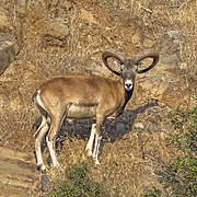 Ovis gmelini ophion (Cyprus mouflon)