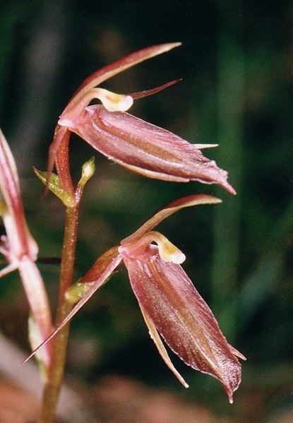 File:Cyrtostylis robusta - cropped.jpg