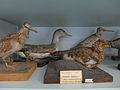 Historische Naturaliensammlung, Ornithologische Abteilung