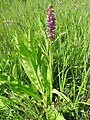 Dactylorhiza incarnata Germany - Karlsruhe