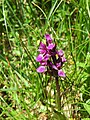 Dactylorhiza traunsteineri Germany - Feldberg (Schwarzwald)