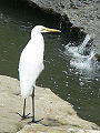 平瀬川で獲物を探すダイサギ（亜種ダイサギ、冬羽） Egretta alba alba in winter.