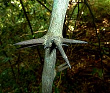 Spines of D. armata Dalbergia armata, stekels, Krantzkloof NR.jpg