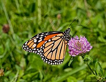 A monarch butterfly nectaring in The Queensway - Humber Bay. Danaus Plexippus nectaring.jpg