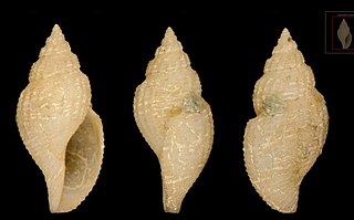 <i>Daphnella eugrammata</i> Species of gastropod