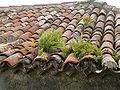 سقف شیروانی از بیرون در جزایر قناری