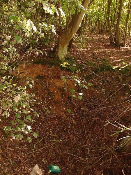 File:Deep hole in the wood - geograph.org.uk - 230600.jpg