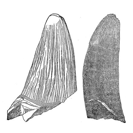 Ebenezer Emmons illustrated two fossil teeth in 1858. Most likely, they belonged to the crocodilian that would later be named Deinosuchus.