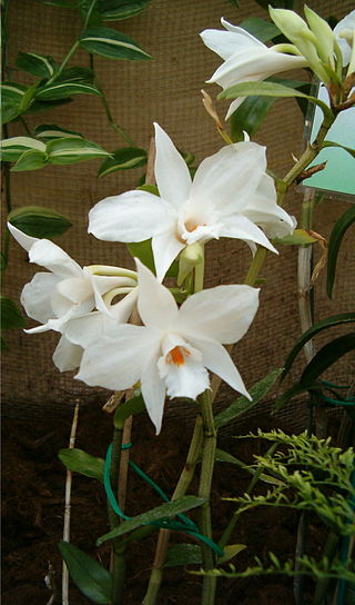 <i>Dendrobium infundibulum</i> Species of orchid