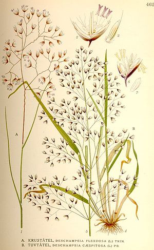 Deschampsia flexuosa.jpg