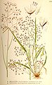 Avenella flexuosa (as syn. Deschampsia flexuosa) plate 462 in: C.A.M Lindman: Bilder ur Nordens Flora first edition: (1901-1905) supp. edition (1917-1926)