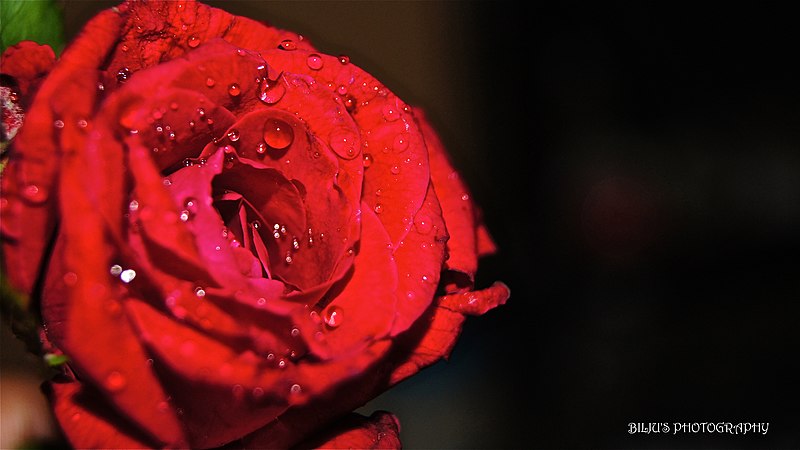 File:Dew drop in rose.JPG