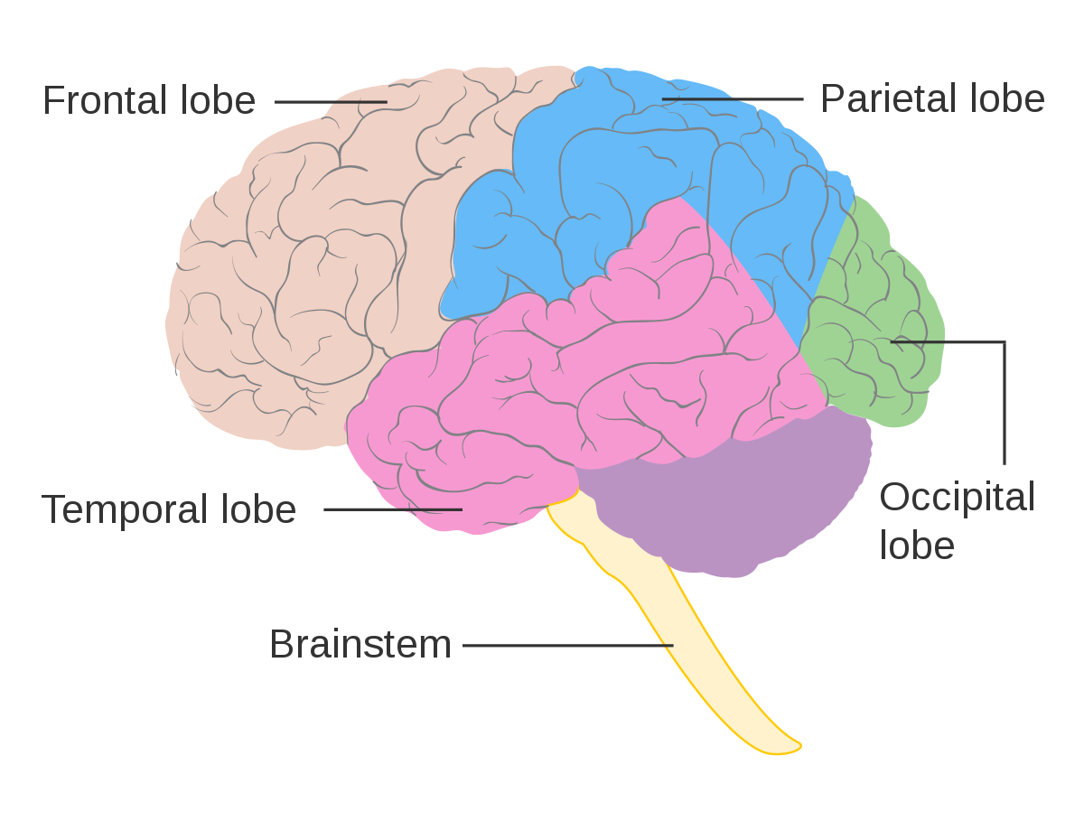 File:Diagram showing the lobes of the brain CRUK 308.svg ...