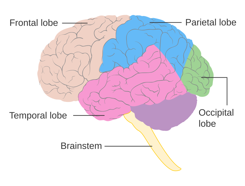 lobes of the brain diagram