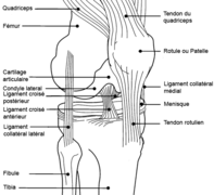 Diagramme genou.png