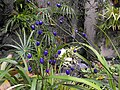 Dianella tasmanica