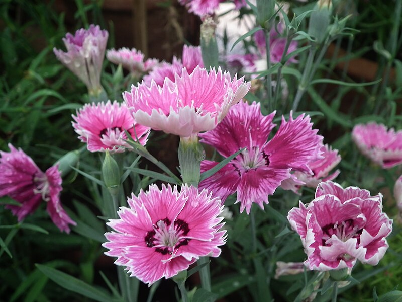 File:Dianthus barbatus or Sweet William from Lalbagh Flowershow - August 2012 4562.JPG