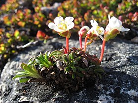 Diapensia lapponica