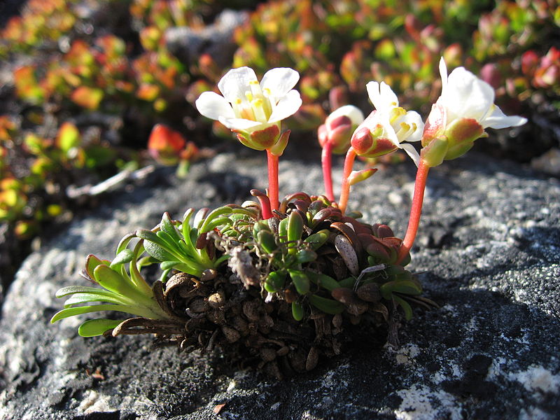 File:Diapensia lapponica plant upernavik.jpg