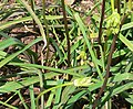 Dichelostemma ida-maia.jpg