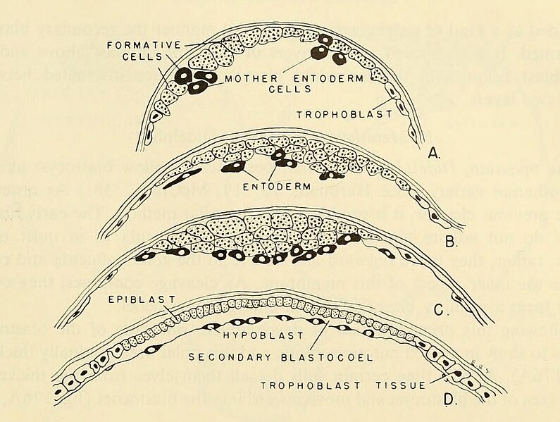 File:Didelphidae early development of blastoderm.jpg