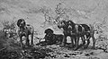 Die Gartenlaube (1885) b 773.jpg Jagdhunde am Feuer