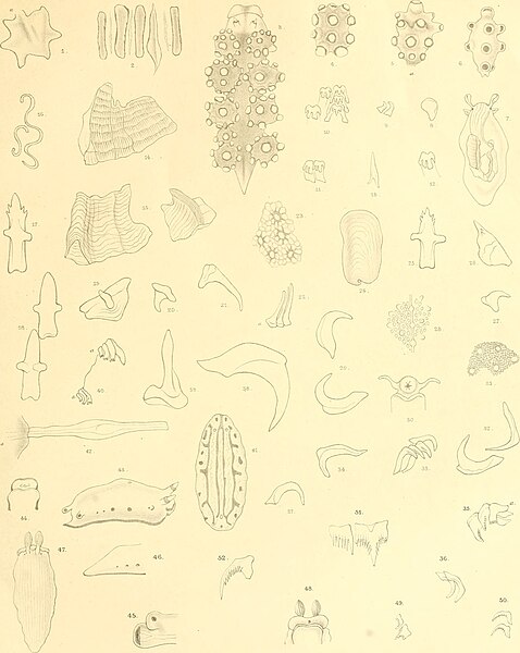 File:Die Opisthobranchiata der Siboga-expedition (1905) (20317141503).jpg