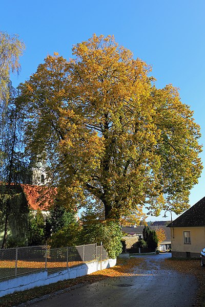 File:Die Sommerlinde in Dietmannsdorf 02 2014-10 NDM HO-091.jpg