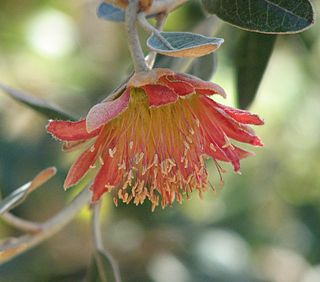 <i>Diplolaena grandiflora</i> species of plant