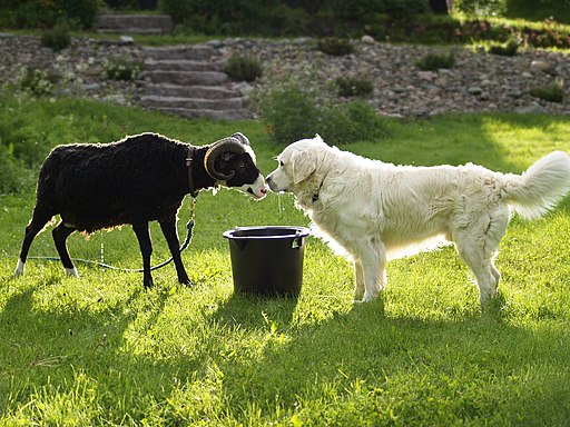 Dog and a ram