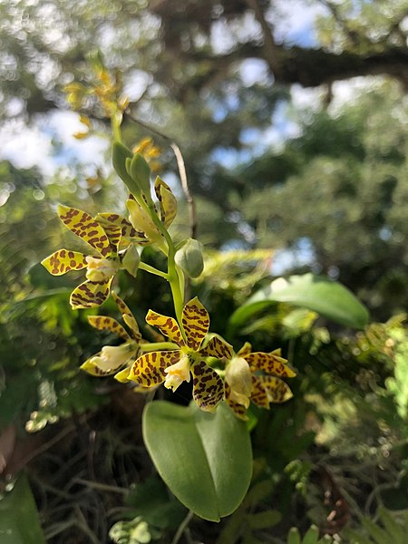 File:Dollar Orchid at Vizcaya Museum and Gardens.jpg
